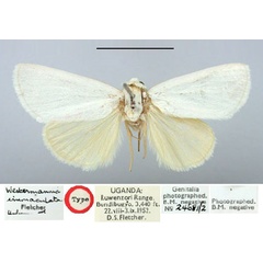 /filer/webapps/moths/media/images/I/immaculata_Westermannia_HT_BMNH.jpg