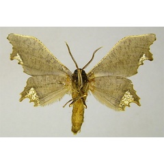 /filer/webapps/moths/media/images/M/mercyi_Dioptrochasma_HT_ZSMb.jpg