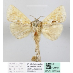 /filer/webapps/moths/media/images/A/angulifascia_Teragra_A_MGCLa_01.JPG
