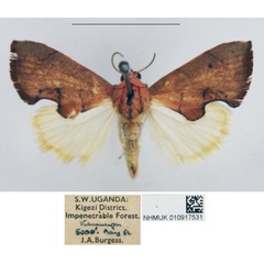 /filer/webapps/moths/media/images/R/rufescens_Paraxestis_AM_NHMUK.jpg