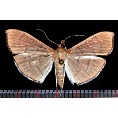 /filer/webapps/moths/media/images/A/ablactalis_Poliobotys_AM_Poltavsky.jpg