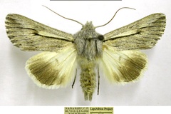 Ectochela nigrilineata