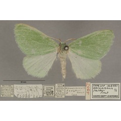 /filer/webapps/moths/media/images/F/featheri_Hierochthonia_PTF_OUMNHa_01.jpg