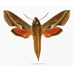 /filer/webapps/moths/media/images/C/charis_Basiothia_AF_Basquina.jpg