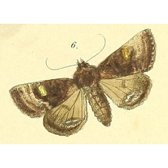 /filer/webapps/moths/media/images/S/saldanha_Euplexia_Felder_110_6.jpg