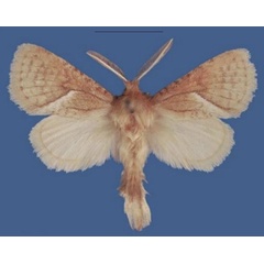 /filer/webapps/moths/media/images/B/bergsteni_Lukeniana_PTM_NHMO.jpg