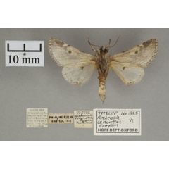 /filer/webapps/moths/media/images/C/cerurodes_Thiacidas_PT_OUMNHb_01.jpg
