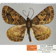 /filer/webapps/moths/media/images/K/kartala_Xylopteryx_HT_ZSMa.jpg