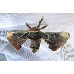 /filer/webapps/moths/media/images/K/kolga_Amusaron_M_Sinnema.jpg