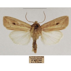 /filer/webapps/moths/media/images/P/pinna_Leucania_AM_TMSA_02.jpg