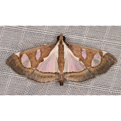 /filer/webapps/moths/media/images/P/perspicillalis_Diaphania_A_Heyns_01_L8d47BJ.jpg