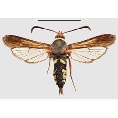 /filer/webapps/moths/media/images/R/rhynchiformis_Fortikona_HT_SMNSa.jpg