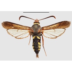 /filer/webapps/moths/media/images/R/rhynchiformis_Fortikona_HT_SMNSa.jpg