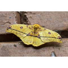 /filer/webapps/moths/media/images/D/dione_Nudaurelia_A_Voaden.jpg