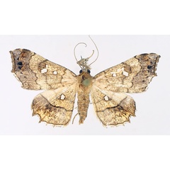 /filer/webapps/moths/media/images/V/vicaria_Egnasia_AM_TMSA_02.jpg