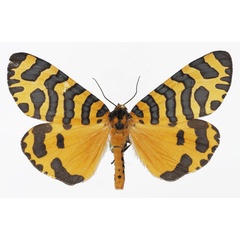 /filer/webapps/moths/media/images/T/tigris_Amphicallia_AM_Basquin_02.jpg