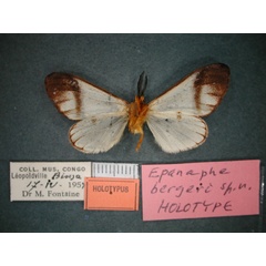 /filer/webapps/moths/media/images/B/bergeri_Epanaphe_HT_RMCA_02.jpg