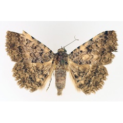 /filer/webapps/moths/media/images/S/sexmaculata_Beriodesma_AM_TMSA_01.jpg