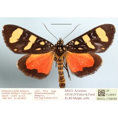 /filer/webapps/moths/media/images/A/atriventralis_Heraclia_A_MGCLa_01.JPG