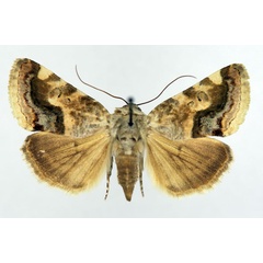 /filer/webapps/moths/media/images/Y/yemenensis_Acontia_AF_Aulombard_01.jpg