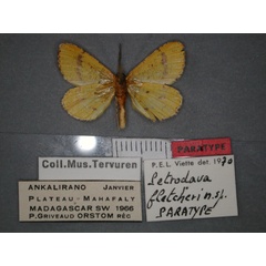 /filer/webapps/moths/media/images/F/fletcheri_Petrodava_PT_RMCA_02.jpg