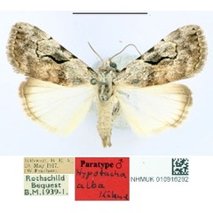 /filer/webapps/moths/media/images/A/alba_Hypotacha_PT_BMNH_JEZ37D3.jpg