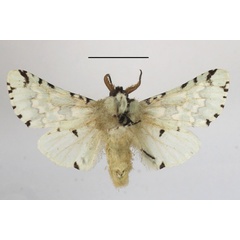 /filer/webapps/moths/media/images/E/esmeralda_Hampsonita_AM_MGCLb_01.JPG