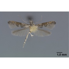 /filer/webapps/moths/media/images/A/aarviki_Epermenia_PT_Gaedike_01.jpg