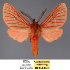 /filer/webapps/moths/media/images/H/haraldsulaki_Metarctia_PTM_Fiebig_03.jpg