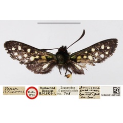 /filer/webapps/moths/media/images/G/guttulosa_Arniocera_HT_NHMUK.jpg