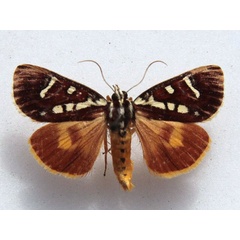 /filer/webapps/moths/media/images/M/menete_Mitrophrys_A_Goff_02.jpg