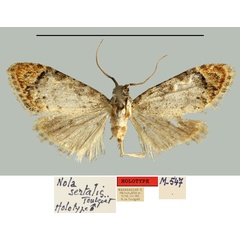 /filer/webapps/moths/media/images/S/sertalis_Nola_HT_MNHN.jpg