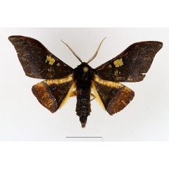 /filer/webapps/moths/media/images/A/anomalus_Plegapteryx_AF_TMSA.jpg