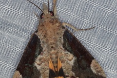 Hypocala plumicornis