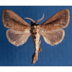 /filer/webapps/moths/media/images/M/murphyi_Kroonia_HT_NHMO_pJAloDW.jpg
