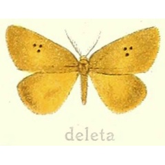 /filer/webapps/moths/media/images/D/deleta_Leptaroa_HT_Hering_22e.jpg