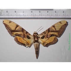 /filer/webapps/moths/media/images/C/coquerelii_Batocnema_A_Bippus.jpg