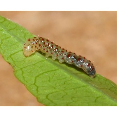 /filer/webapps/moths/media/images/S/spirostachydis_Ectropina_larva_Triberti-etal_2024_45.jpg