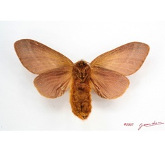 /filer/webapps/moths/media/images/P/papyroides_Pachytrina_AF_Albertb_01.jpg