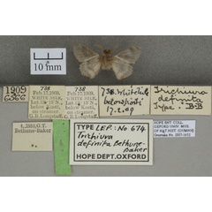 /filer/webapps/moths/media/images/D/definita_Anadiasa_HTM_OUMNHb_01.jpg