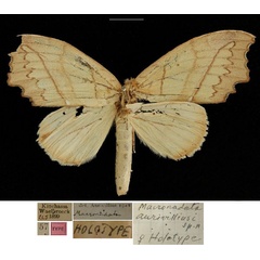 /filer/webapps/moths/media/images/A/aurivilliusi_Macronadata_HT_RBINSa.jpg