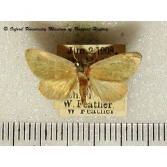 /filer/webapps/moths/media/images/A/albiviridis_Rabilacta_A_OUMNH.jpg