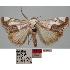 /filer/webapps/moths/media/images/S/secta_Acontia_HT_MNHN.jpg