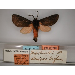 /filer/webapps/moths/media/images/D/denisae_Metarctia_PT_RMCA_01.jpg