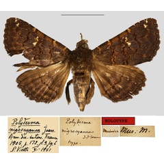 /filer/webapps/moths/media/images/N/nigrocyanea_Polydesma_HT_MNHN.jpg