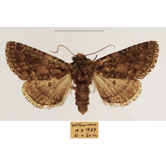 /filer/webapps/moths/media/images/S/swartlandensis_Klugeana_AF_TMSA_01.jpg