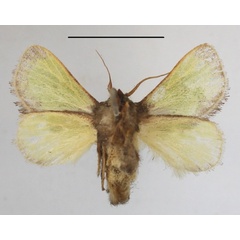 /filer/webapps/moths/media/images/H/hexamitobalia_Parasa_A_MGCLb_01.JPG