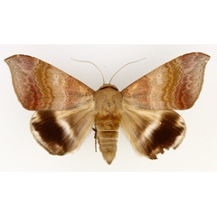 /filer/webapps/moths/media/images/V/violascens_Achaea_AM_TMSA_01.jpg