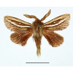 /filer/webapps/moths/media/images/V/viettei_Anchirithra_AM_Basquin_03.jpg
