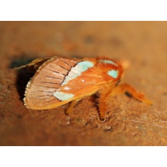 /filer/webapps/moths/media/images/C/chlorodaedala_Delorhachis_A_Voaden.jpg